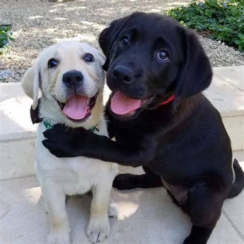 A Dog's Will 2